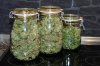 Dutch Passion Auto Xtreme by Power.p - 155 grams dry from one plant 005.jpg