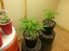 clone 2-4-14.jpg