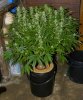 indica-feb5a.jpg