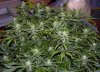 indica-feb5b.jpg