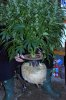 indica-roots-feb5.jpg