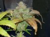 CreamMandarineAutoGrow 014.jpg