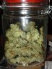 CreamMandarineAutoGrow 103.jpg