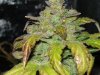 CreamMandarineAutoGrow 010.jpg