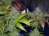 CreamMandarineAutoGrow 004.jpg