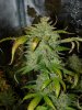 CreamMandarineAutoGrow 002.jpg