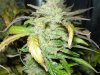 CreamMandarineAutoGrow 003.jpg