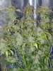 CreamMandarineAutoGrow 008.jpg