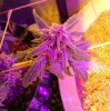side nug dieplant.jpg