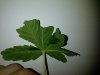 IMG-20140210-00688.jpg