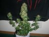 JACK 47 2_2-10-14 2 @ 67 DAYS.jpg
