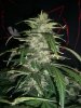 JACK 47 1_2-10-14 6 @ 67 DAYS.jpg