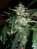 JACK 47 1_2-10-14 7 @ 67 DAYS.jpg