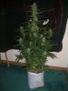 AUTO AK 1_2-10-14 1 @ 67 DAYS.jpg
