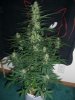 AUTO AK 1_2-10-14 2 @ 67 DAYS.jpg