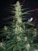 AUTO AK 1_2-10-14 3 @ 67 DAYS.jpg