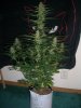 AUTO AK 1_2-10-14 6 @ 67 DAYS.jpg
