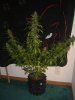 AUTO MAZAR_2-10-14 1 @ 80 DAYS.jpg