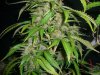 AUTO MAZAR_2-10-14 3 @ 80 DAYS.jpg