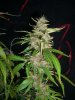 AUTO MAZAR_2-10-14 4 @ 80 DAYS.jpg