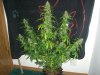 AUTO MAZAR_2-10-14 5 @ 80 DAYS.jpg