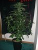 BIG DEVIL XL 1_2-10-14 1 @ 55 DAYS.jpg