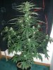 BIG DEVIL XL 1_2-10-14 2 @ 55 DAYS.jpg