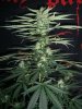 BIG DEVIL XL 1_2-10-14 3 @ 55 DAYS.jpg