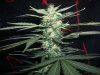BIG DEVIL XL 1_2-10-14 4 @ 55 DAYS.jpg