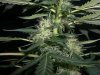 BIG DEVIL XL 1_2-10-14 5 @ 55 DAYS.jpg