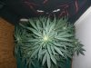 BIG DEVIL XL 1_2-10-14 6 @ 55 DAYS.jpg