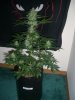 BIG DEVIL XL 2_2-10-14 1 @ 55 DAYS.jpg