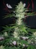 BIG DEVIL XL 2_2-10-14 2 @ 55 DAYS.jpg