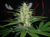 BIG DEVIL XL 2_2-10-14 3 @ 55 DAYS.jpg