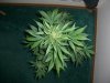 BIG DEVIL XL 2_2-10-14 4 @ 55 DAYS.jpg