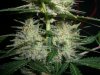 BIG DEVIL XL 2_2-10-14 5 @ 55 DAYS.jpg