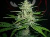 BIG DEVIL XL 2_2-10-14 6 @ 55 DAYS.jpg