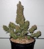 Pineapplegum.JPG Pineapplegum.JPG