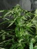 23 day flower ak.jpg