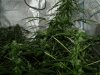 23 day flower ak1.jpg