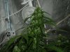 23 day flower main.jpg