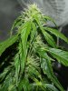 23 day flower close.jpg