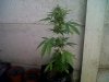 IMG00276-20111126-1425.jpg