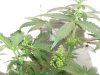 100_3687.jpg