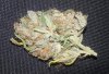 DD plant A dried 2.jpg