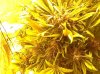 image-673265756.jpg