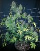 DD Plant B.jpg