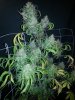 DD Plant B close up.jpg