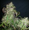 DD Plant B close up 2.jpg