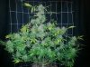 DD Plant C.jpg
